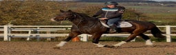 English Thoroughbred horses for sale: Smart Project  - Advert 1
