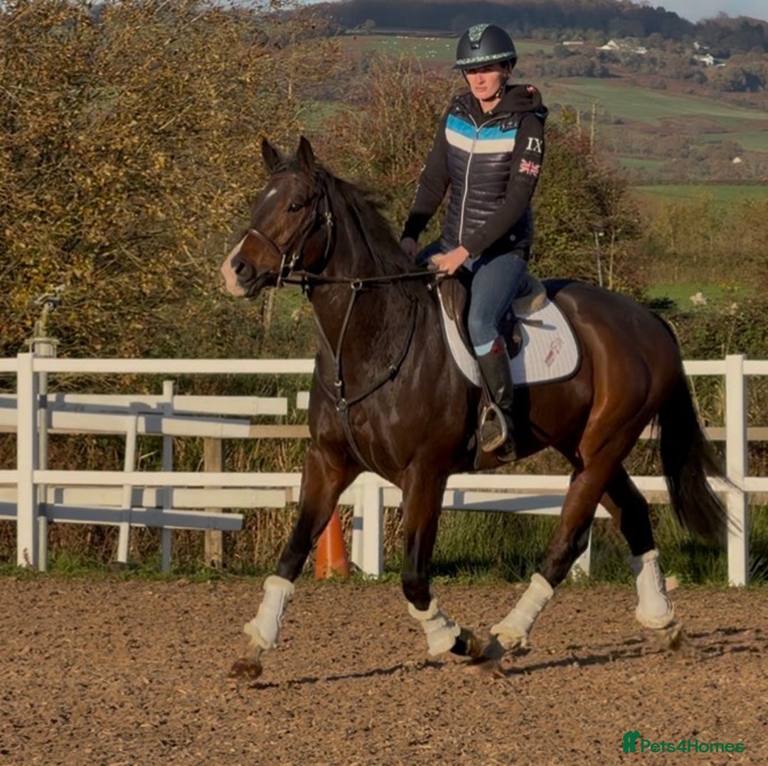English Thoroughbred horses for sale: Smart Project  - Advert 1