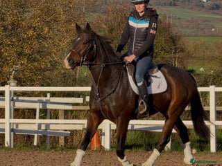 English Thoroughbred horses Smart Project - Advert 3