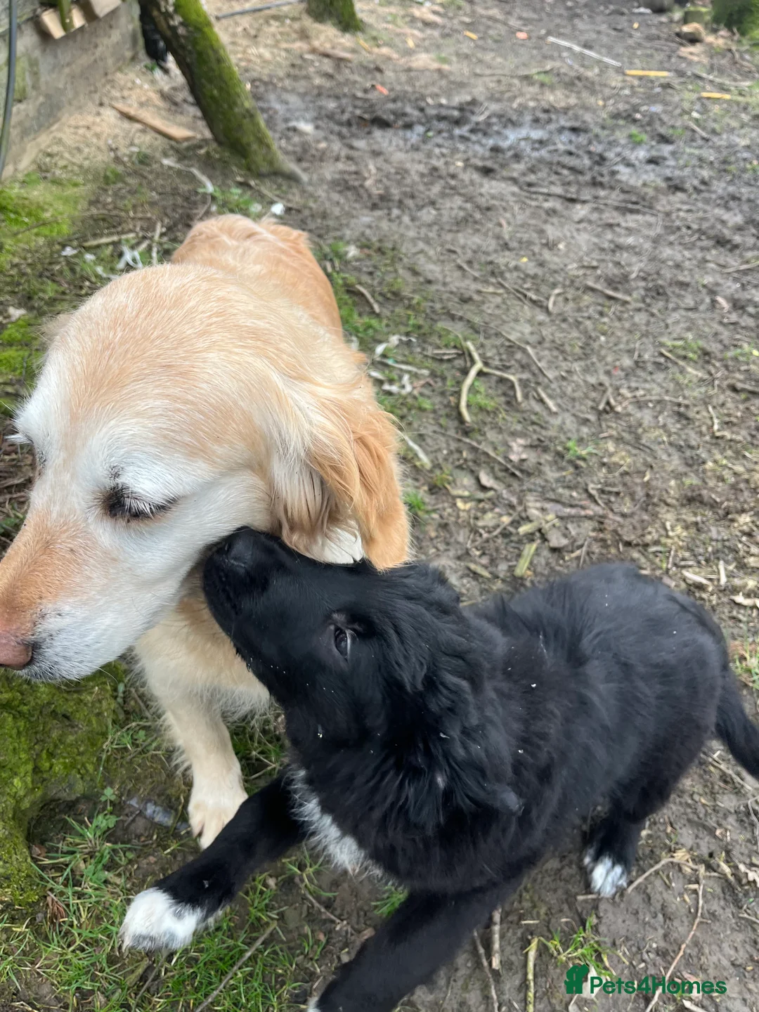 Mixed Breed dogs for sale: Golden retriever x border collie  - Advert 2