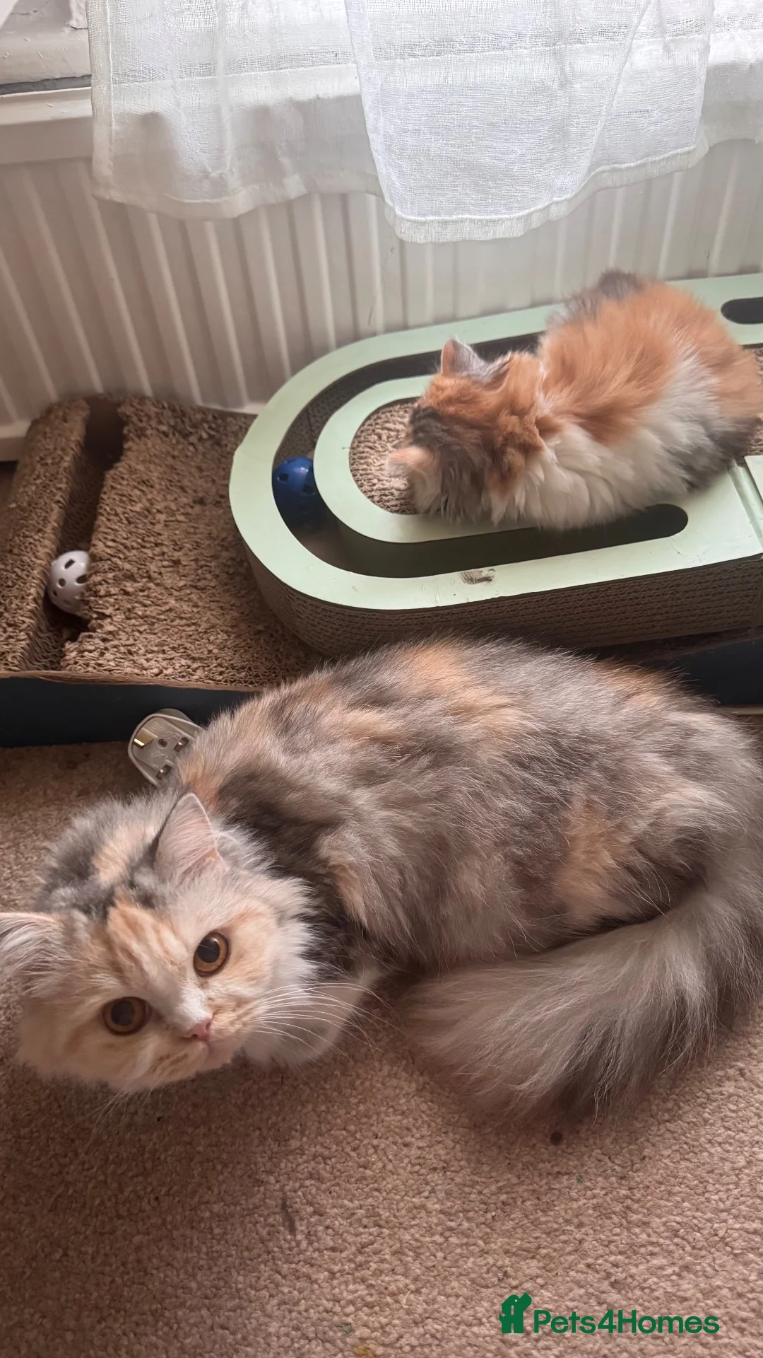 Scottish Fold cats for sale: Scotish fold girl in Workington - Advert 1