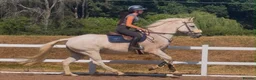 Irish Cob horses for sale: Clover – Connie/TB – quality classy all rounder - Advert 3