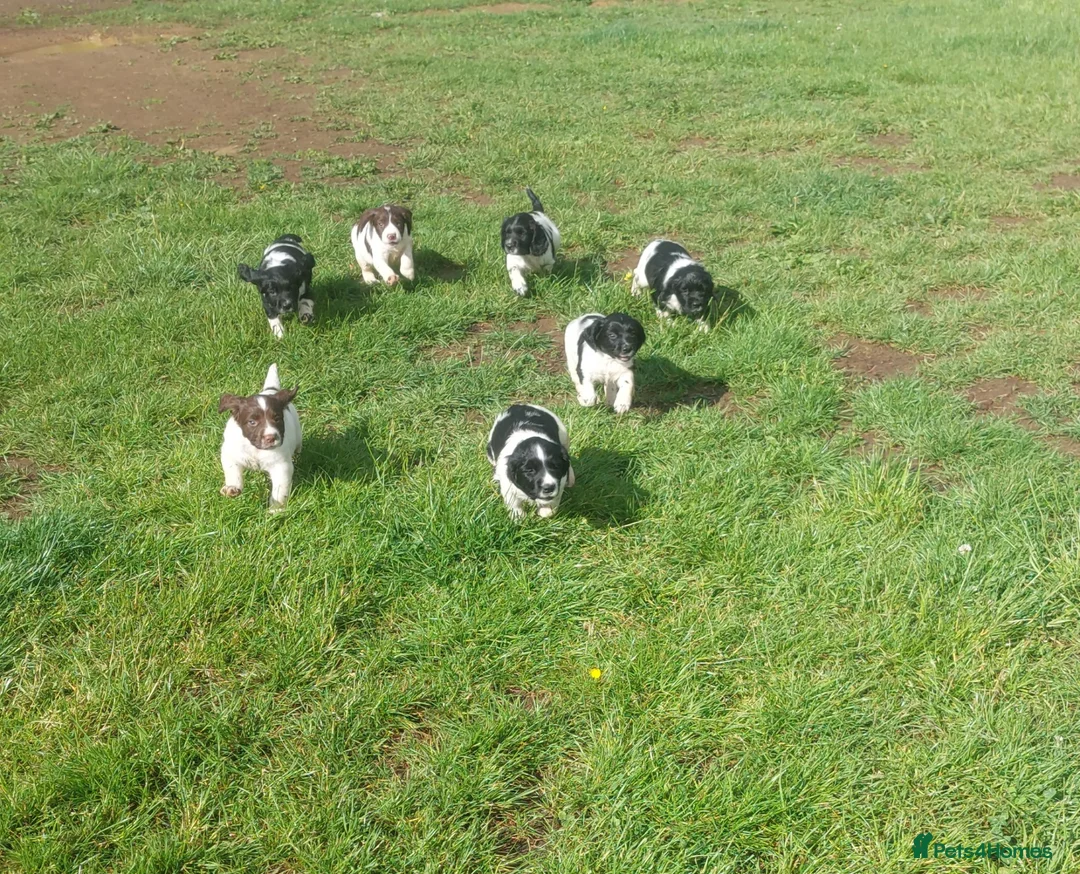 English Springer Spaniel dogs for sale: Fully health tested working springer spaniels  in Buckingham - Advert 2