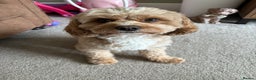 Cavapoo dogs for stud: Proven Toy Cavapoo Stud Extensively Health Checked in Preston - Advert 4