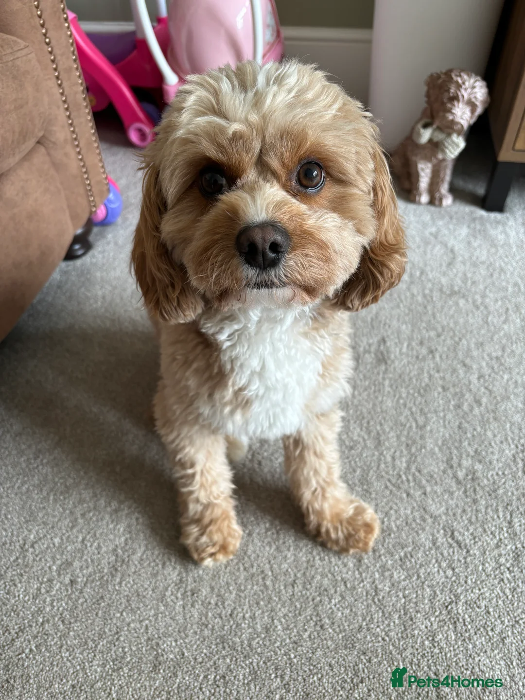 Cavapoo dogs for stud: Proven Toy Cavapoo Stud Extensively Health Checked in Preston - Advert 4