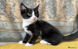 Mixed Breed cats for sale: Mixed breed in Birmingham - Image 5