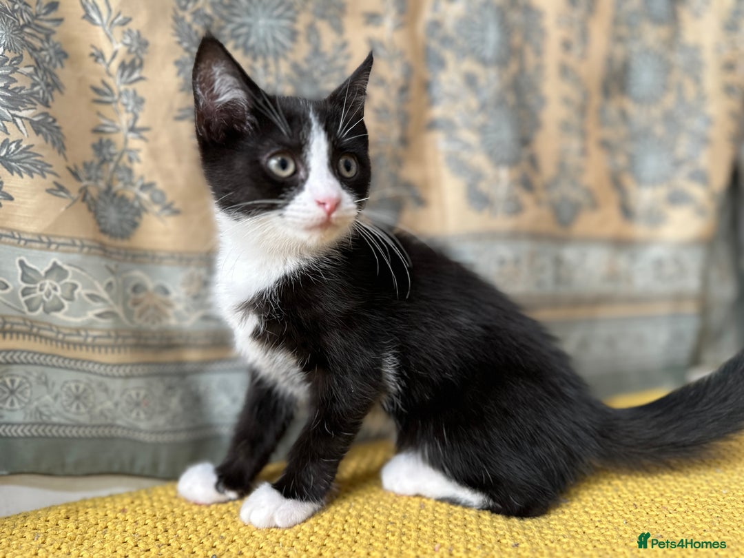 Mixed Breed cats for sale: Mixed breed in Birmingham - Image 5