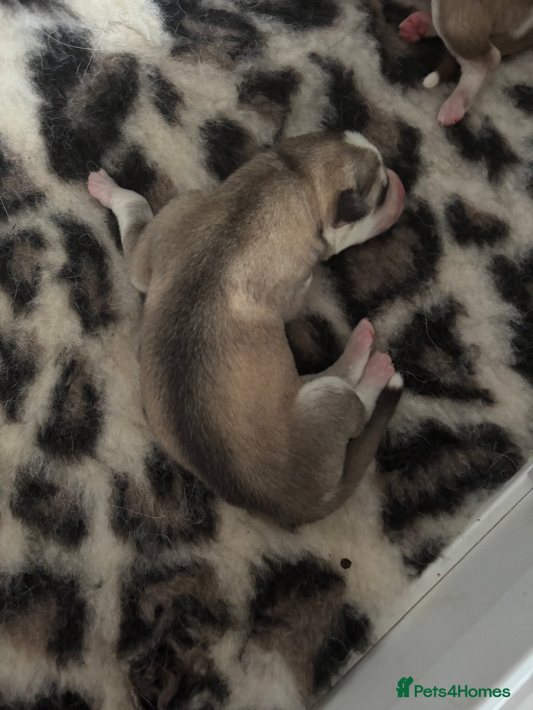 Siberian Husky dogs for sale: Siberian huskies  for sale  - Image 26