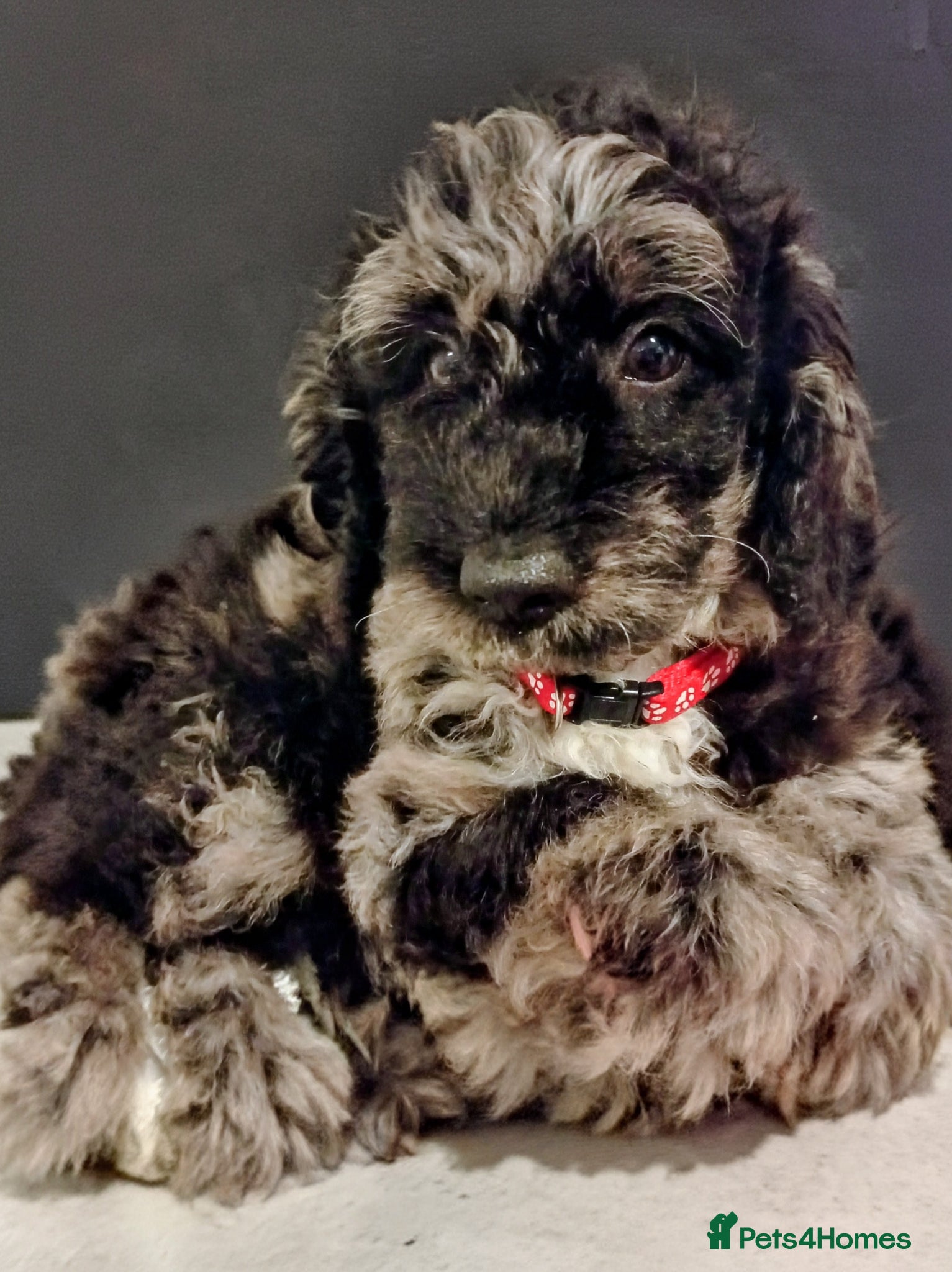 Mini Goldendoodle dogs Loving  Mini Goldendoodles, 8 available  - Advert 16