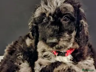 Mini Goldendoodle dogs Loving Mini Goldendoodles, 8 available - Advert 16