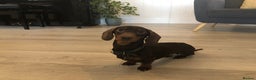 Miniature Dachshund dogs for stud: 4kg KC tiny expert STUD solid genes 100% record in Rochdale - Advert 2