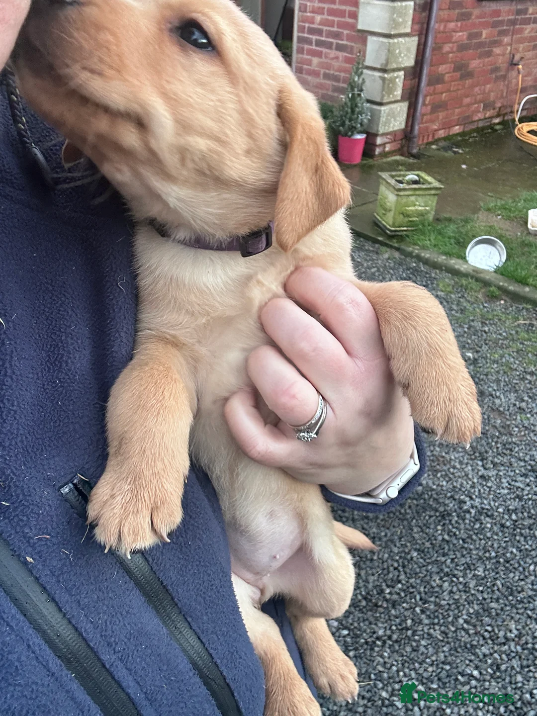 Labrador Retriever dogs for sale: Labrador Puppies - Advert 18