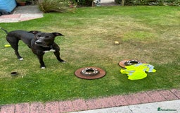 Lurcher dogs for sale: 4 y/o lurcher for rehoming - Image 1