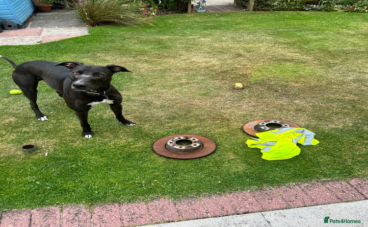 Lurcher dogs - Advert 8