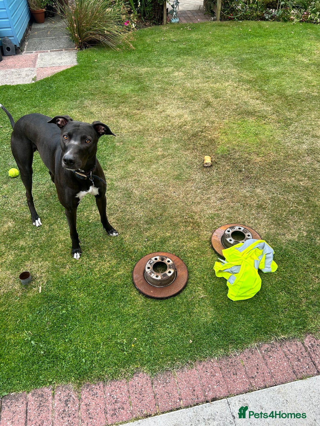 Lurcher dogs for sale: 4 y/o lurcher for rehoming - Image 1