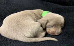 Miniature Dachshund dogs for sale: 🌟QUALITY KC REG & PRA CLR MINIATURE DACHSHUNDS🌟 - Image 22