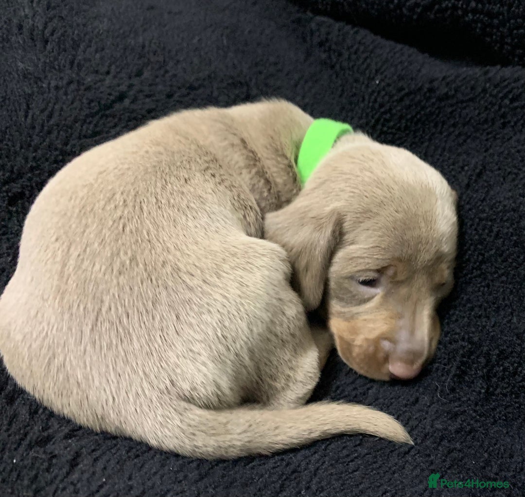 Miniature Dachshund dogs for sale: 🌟QUALITY KC REG & PRA CLR MINIATURE DACHSHUNDS🌟 - Image 22