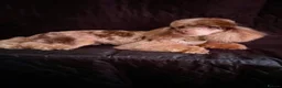 Toy Poodle dogs for stud: FOR STUD PEANUT  - Advert 4