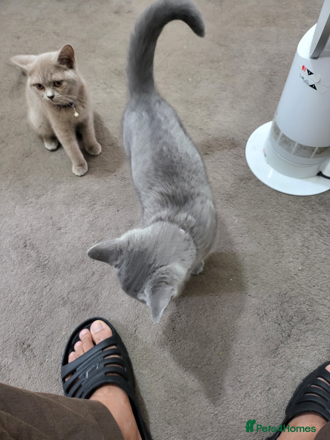 British Shorthair cats for sale: British short-hair kittens  - Image 3