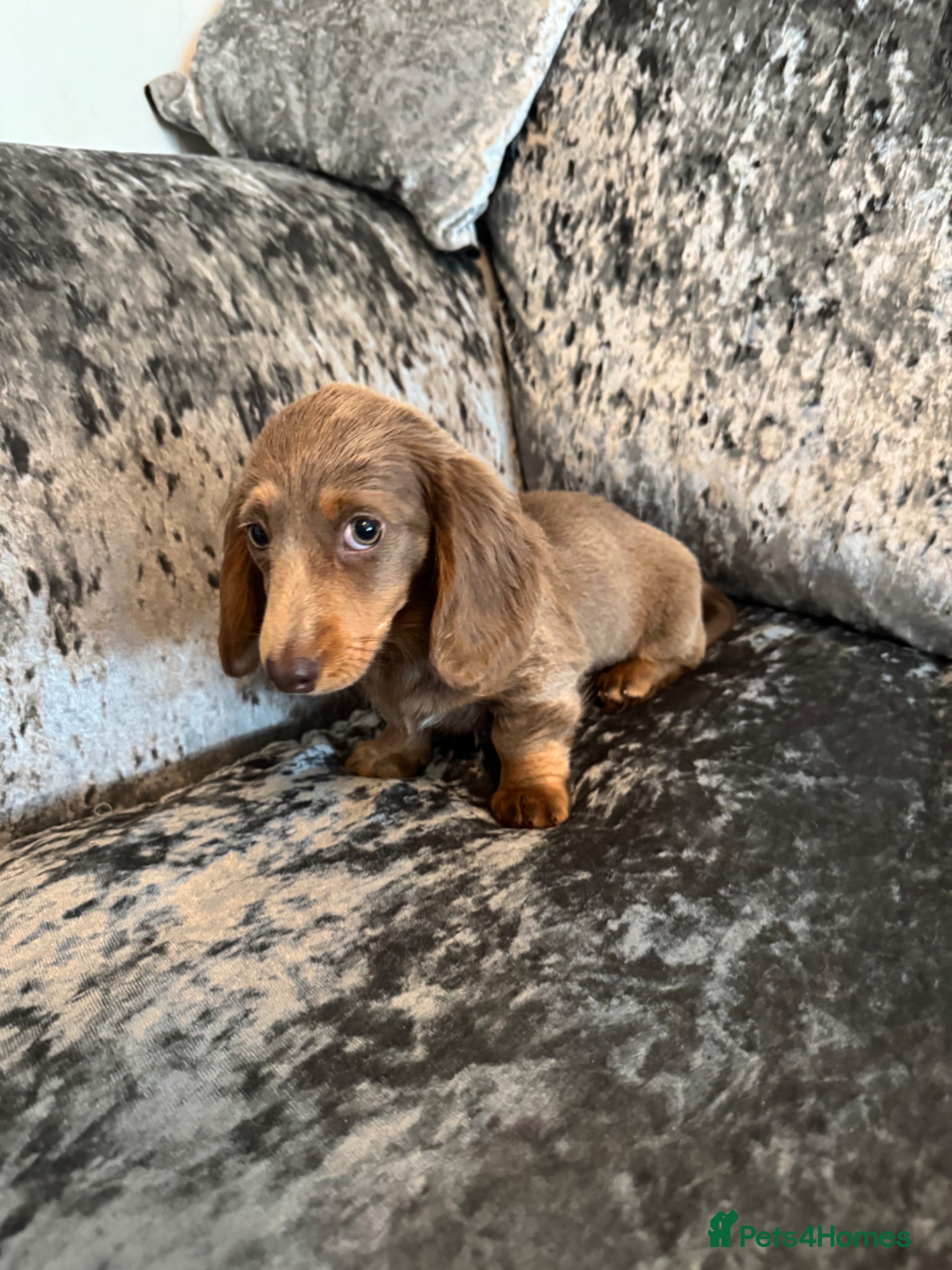Miniature Dachshund dogs for sale: Miniature Long hair dachshund puppies  - Advert 8