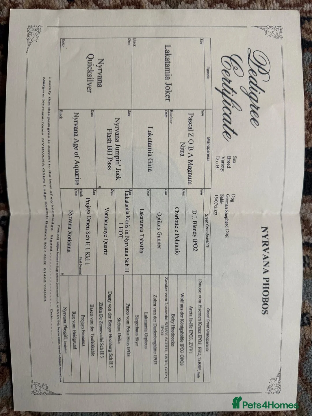 German Shepherd dogs for stud: Working line German shepherd for stud  - Advert 10