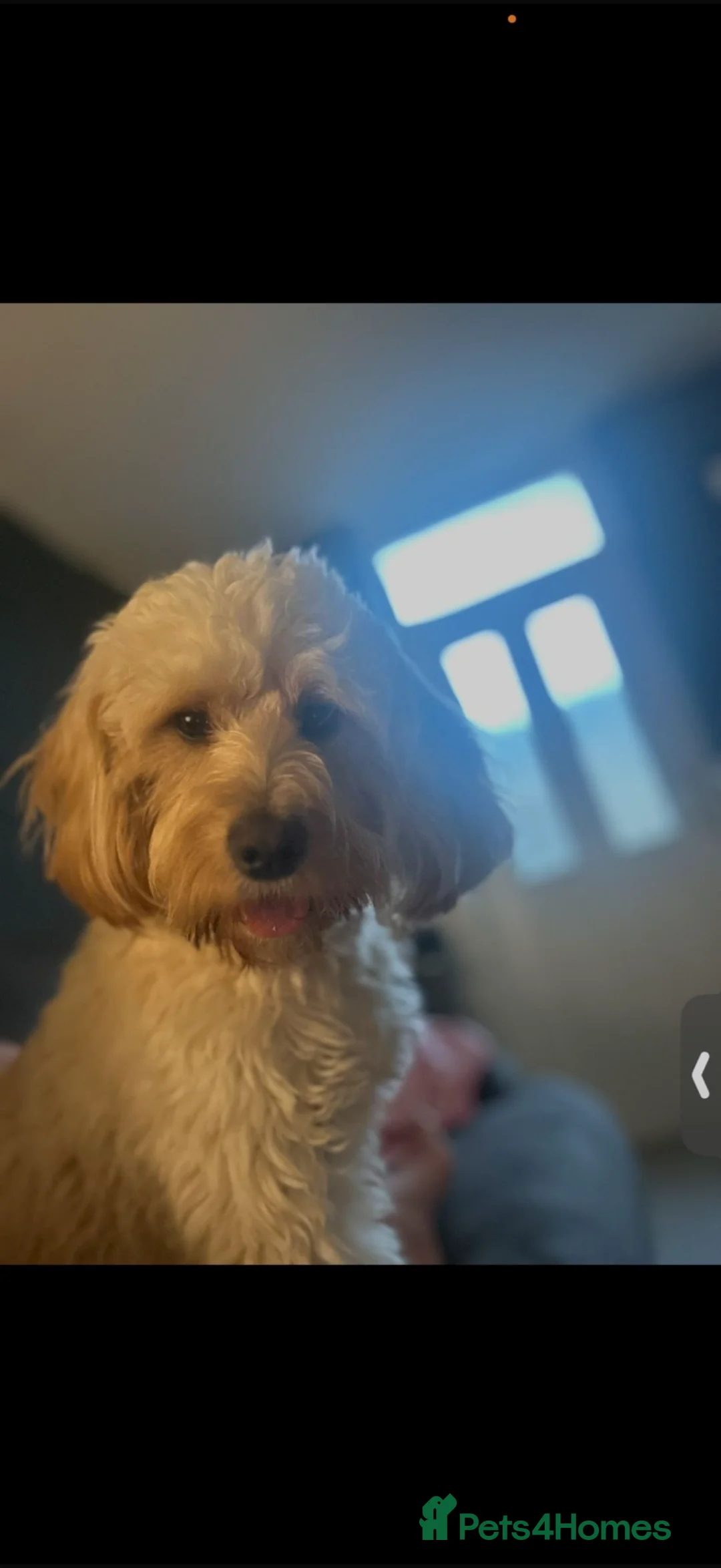 Cockapoo dogs for sale: Cockapoo for sale  - Advert 4