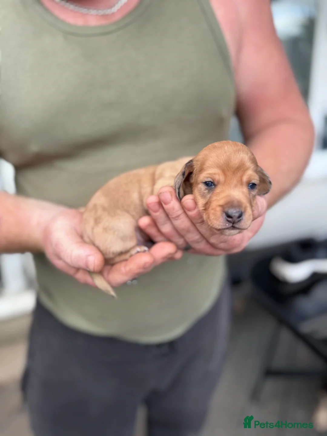 Miniature Dachshund dogs for sale: Adorable mini smoothe dachshund puppies - Advert 2