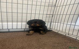 Cavapoo dogs for sale: Cavapoo puppy - Image 3