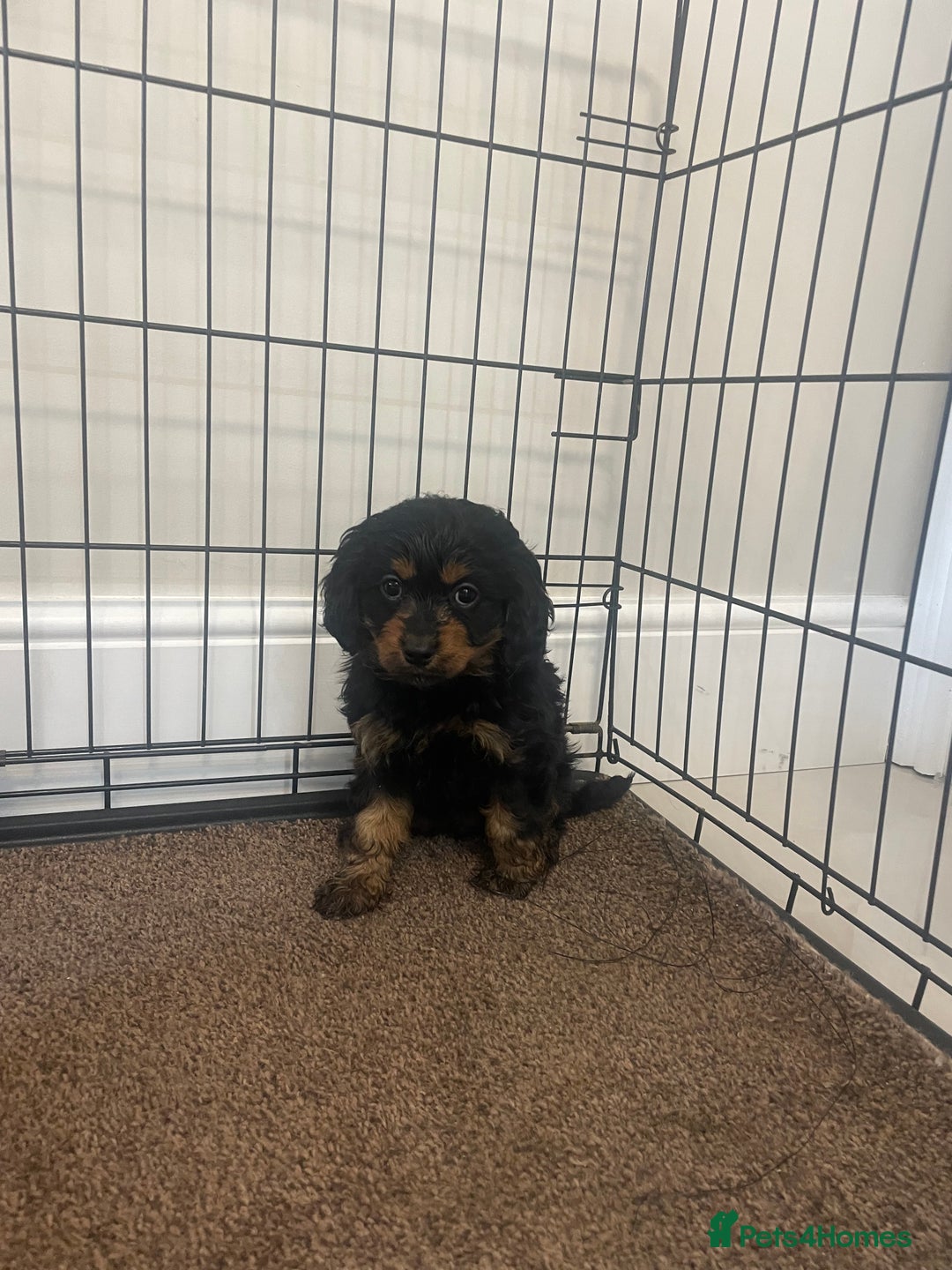 Cavapoo dogs for sale: Cavapoo puppy - Image 3