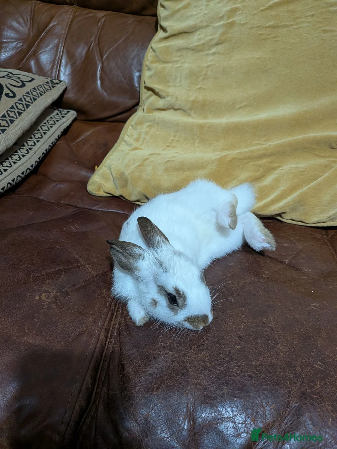 Mixed Breed rabbits for sale: Adorable bunny looking for a home in London - Advert 6