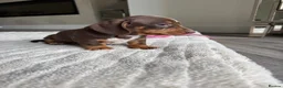 Miniature Dachshund dogs for sale: Miniature dachshund  - Advert 7
