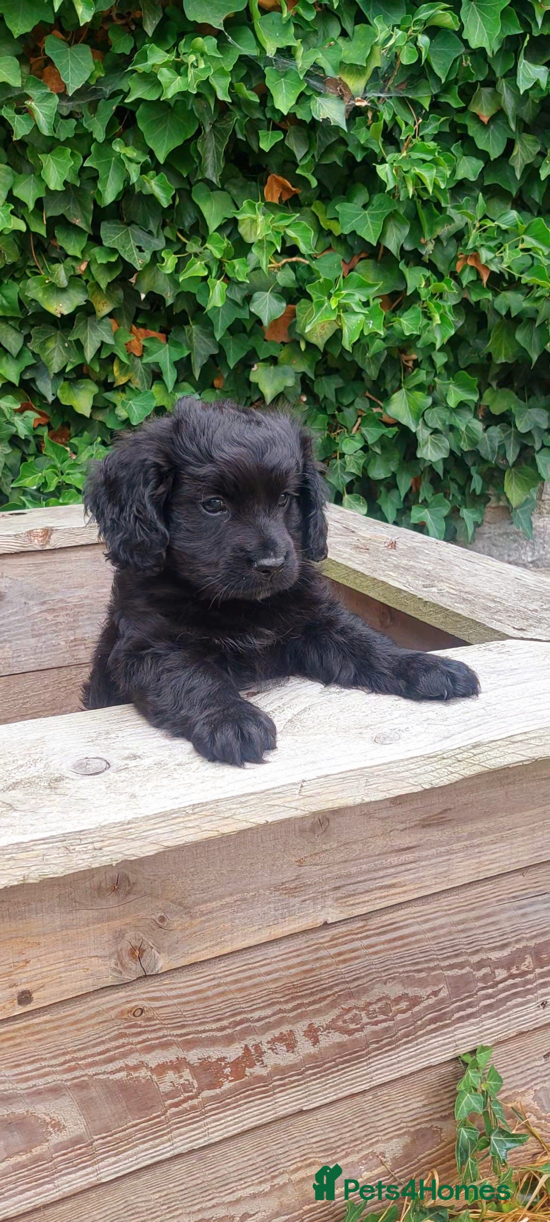 Poodle dogs for stud: Miniature poodle x norwich terrier - Image 12