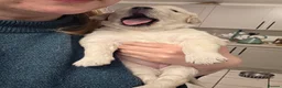 Golden Retriever dogs for sale: Beautiful Golden Retriever Puppies - Advert 26