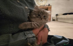 Siberian cats for sale: Beautiful fluffy Siberian kittens - Advert 3