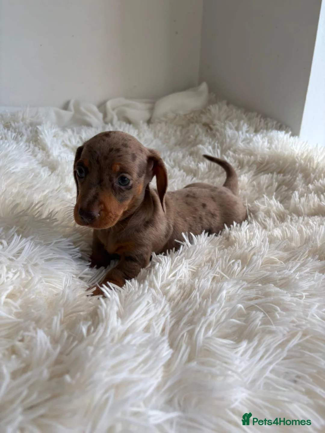 Miniature Dachshund dogs for sale: KC registered minture dashounds  - Advert 12