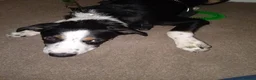 Border Collie dogs for sale: 20 WEEK BORDER COLLIE PUPPY BUDDY - Advert 6