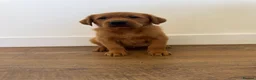 Goldador dogs for sale: Fantastic red goldador puppies  - Advert 12