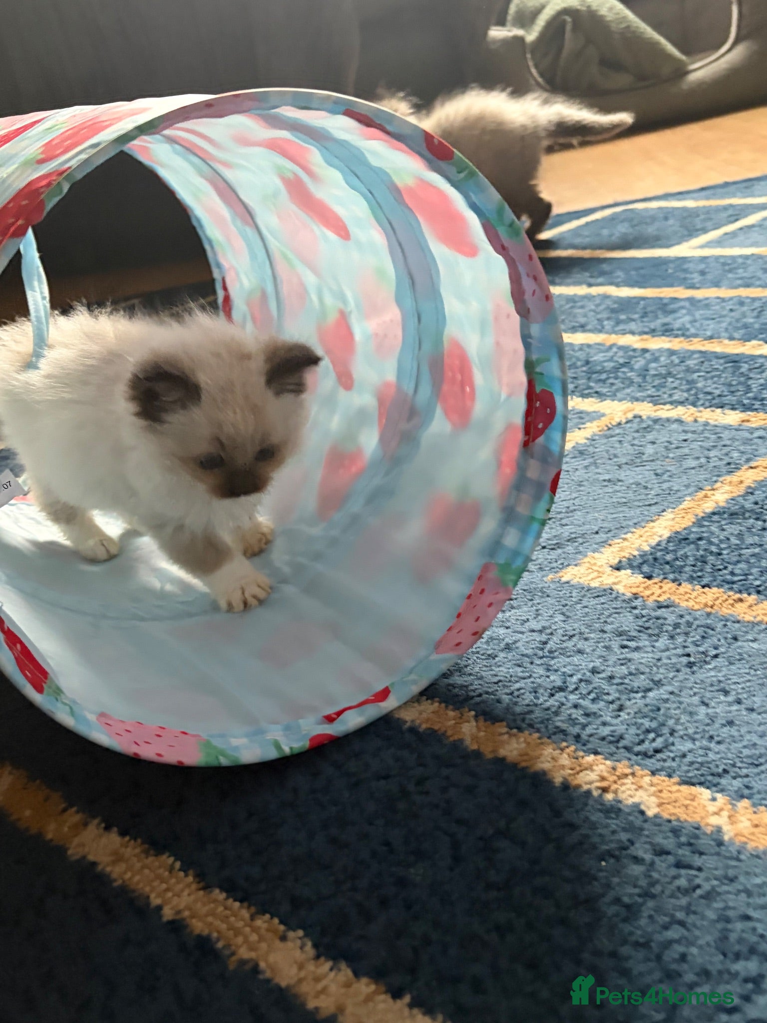 Ragdoll cats Amazing Pure ragdolls  - Advert 2