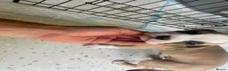 Mixed Breed dogs for sale: Family Raised Bulldog x Boxer Puppies Ready :))) in Bideford - Advert 27