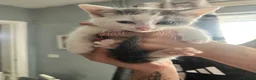 Mixed Breed cats for sale: 4 kittens for rehoming  - Advert 2