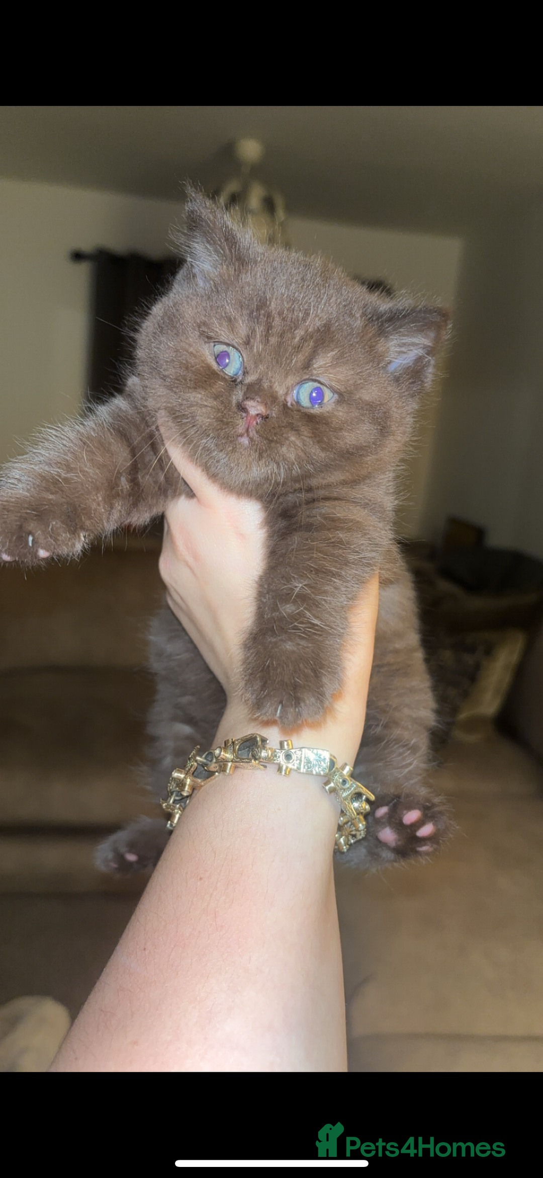 British Shorthair cats for sale: Beautiful British Shorthair Kittens  - Image 1