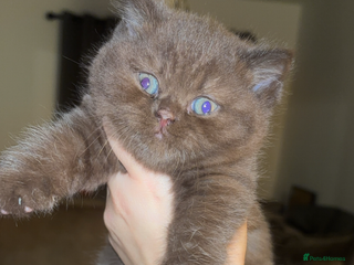 British Shorthair cats for sale - Advert 1