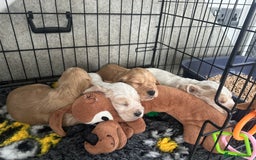 Cocker Spaniel dogs for sale: Stunning cocker spaniel puppy’s  - Image 11