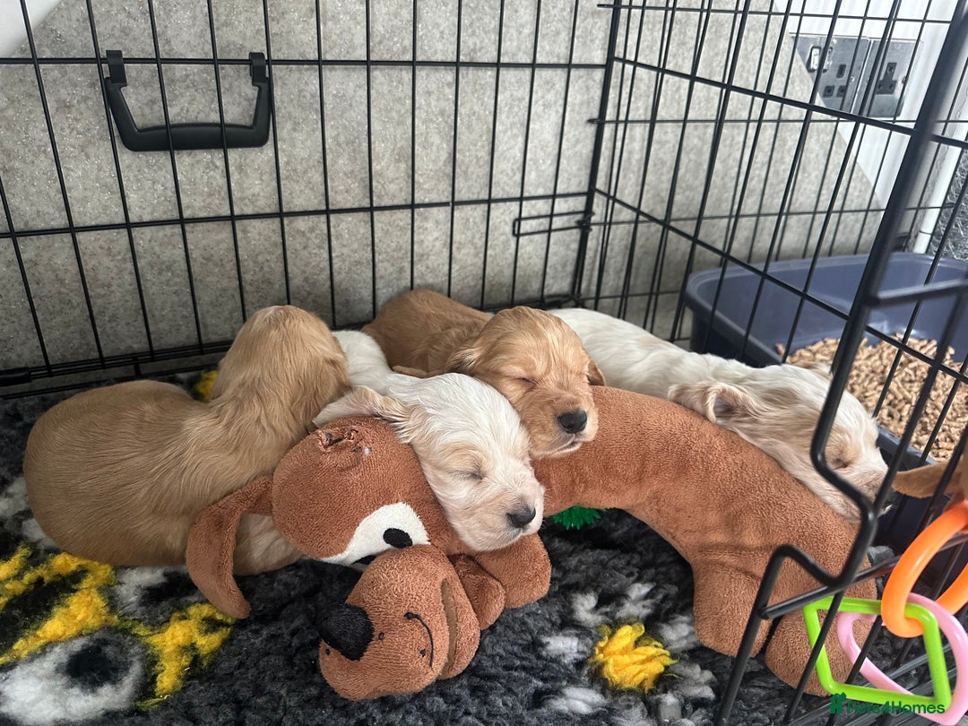 Cocker Spaniel dogs for sale: Stunning cocker spaniel puppy’s  - Image 11