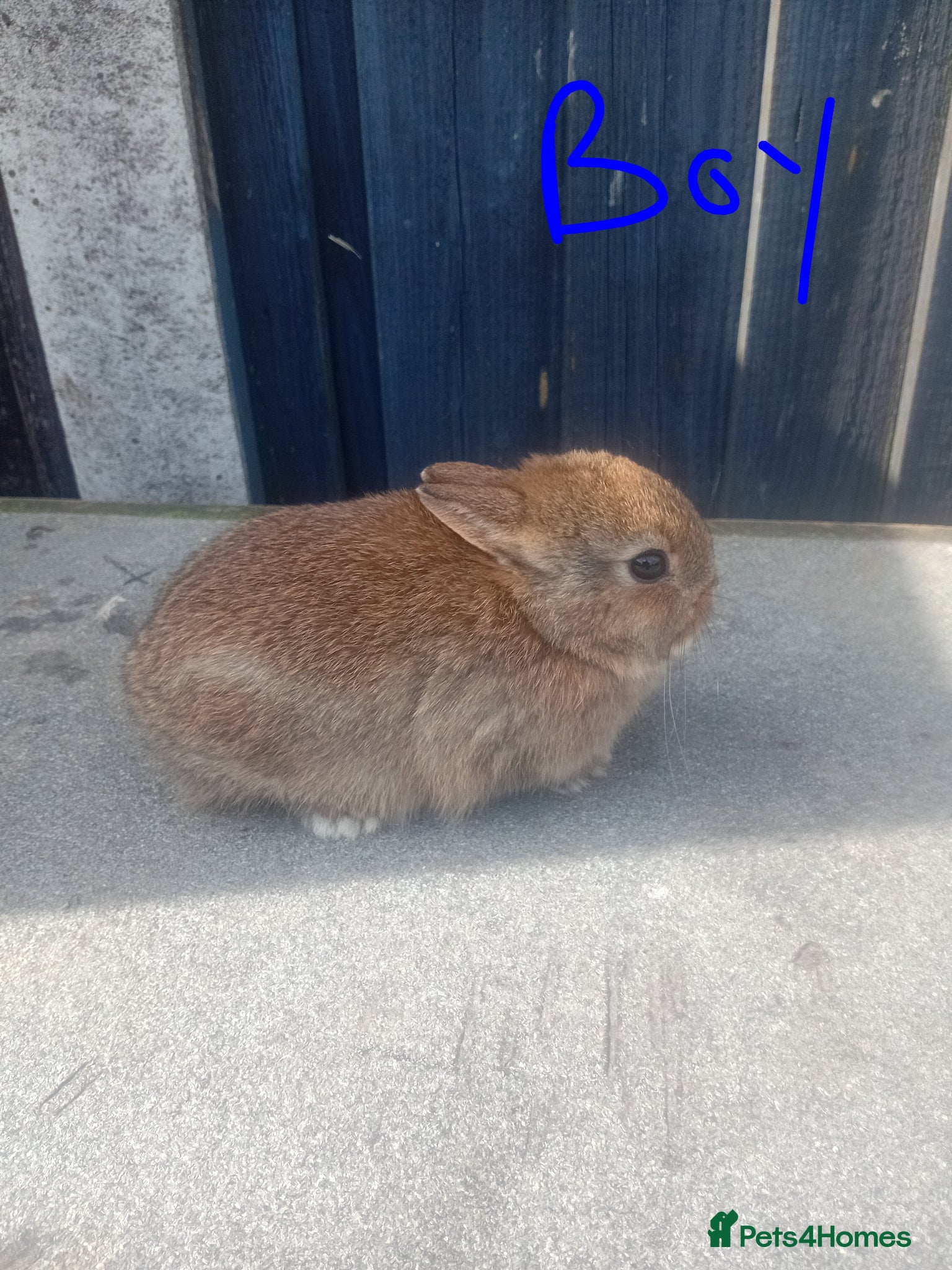 Netherland Dwarf rabbits Netherland dwarf baby  - Advert 2