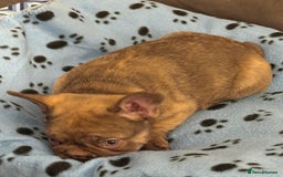 French Bulldog dogs for sale: Adorable Isabella carrying pink frenchie pups - Image 8