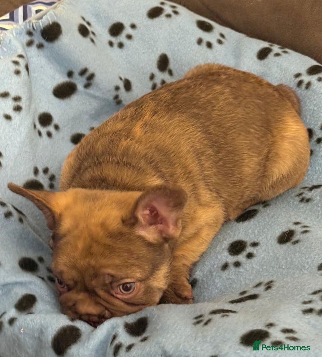 French Bulldog dogs for sale: Adorable Isabella carrying pink frenchie pups - Image 8