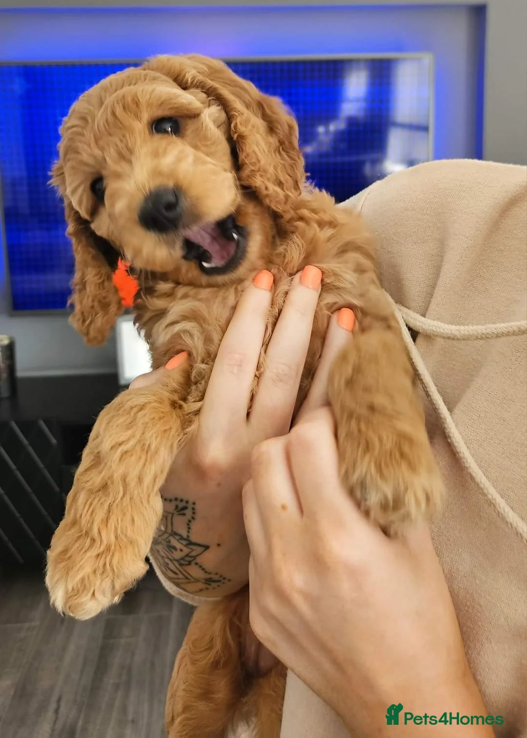 Cockapoo dogs for stud: 100% Proven F1 Fox Red Cockapoo, Stud only in Kirkcaldy - Advert 24