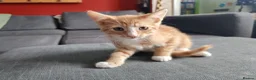 British Shorthair cats for sale: Gorgeous Ginger and Calico kittens  in St Albans - Advert 8