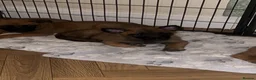 Belgian Shepherd Dog dogs for sale: 🐾Ready to leave🐾 Belgian Malinois Puppies  - Advert 9